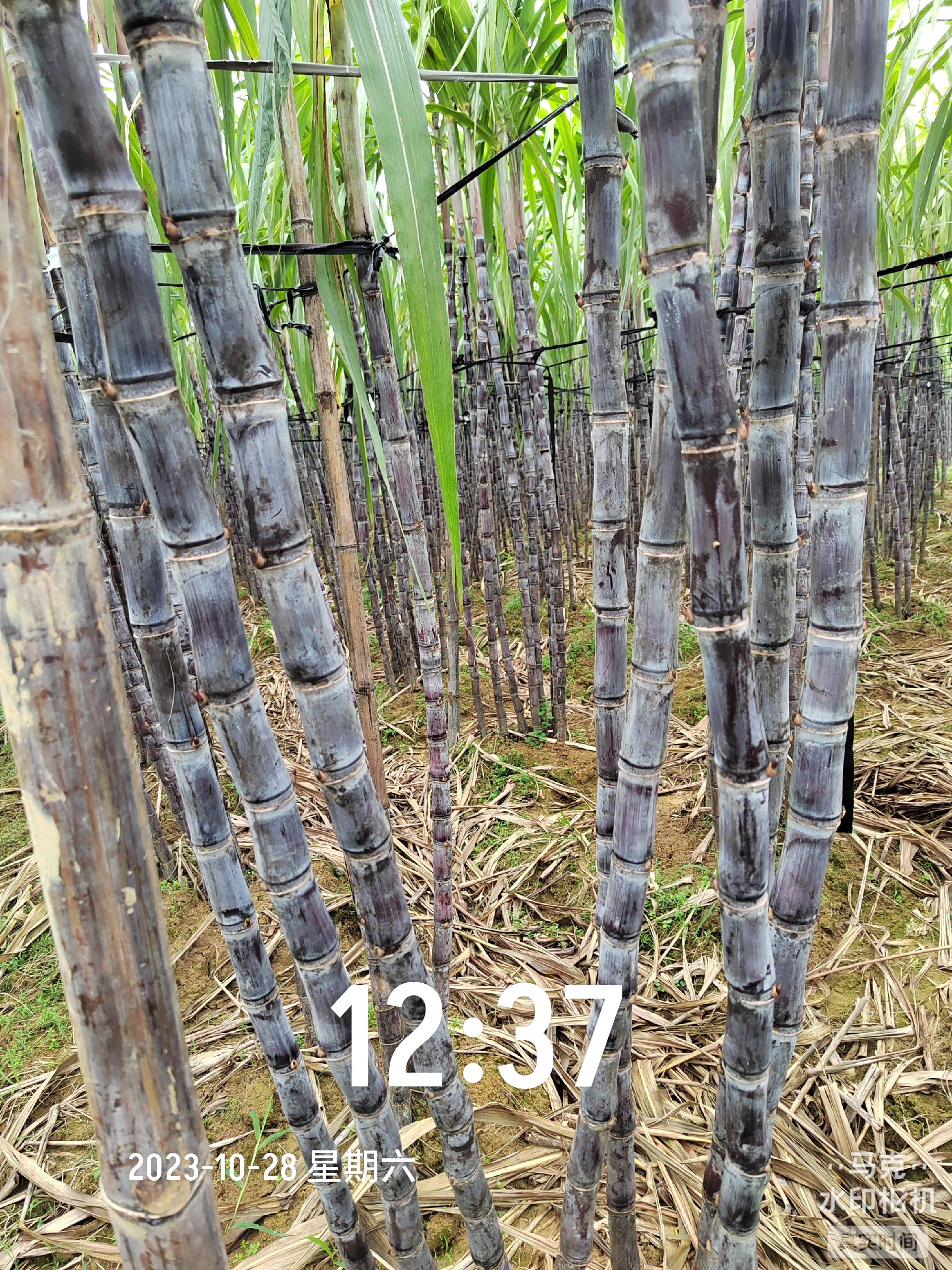 广西龙州甘蔗
万亩产地