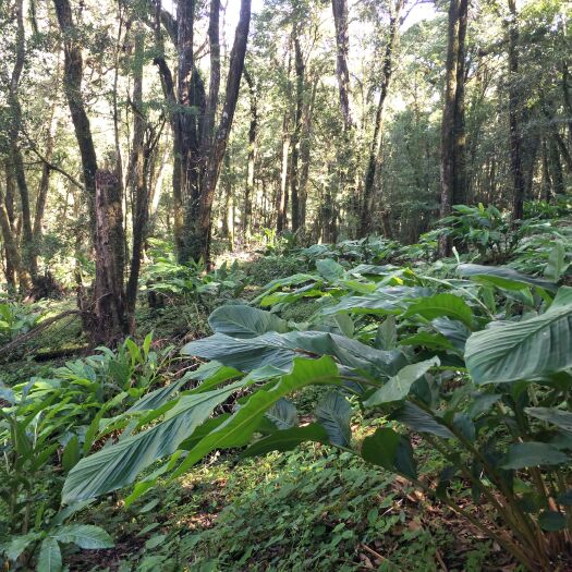 盈江县草果