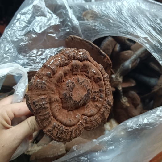阳山县粉灵芝