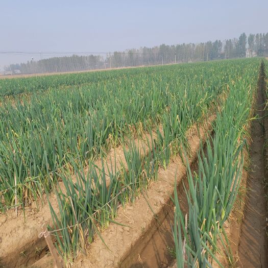 菏泽大葱  铁杆大梧桐