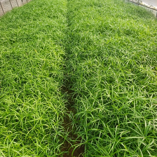 宜良县风车草