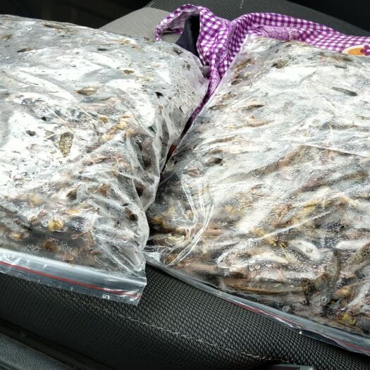 长顺县东亚飞蝗