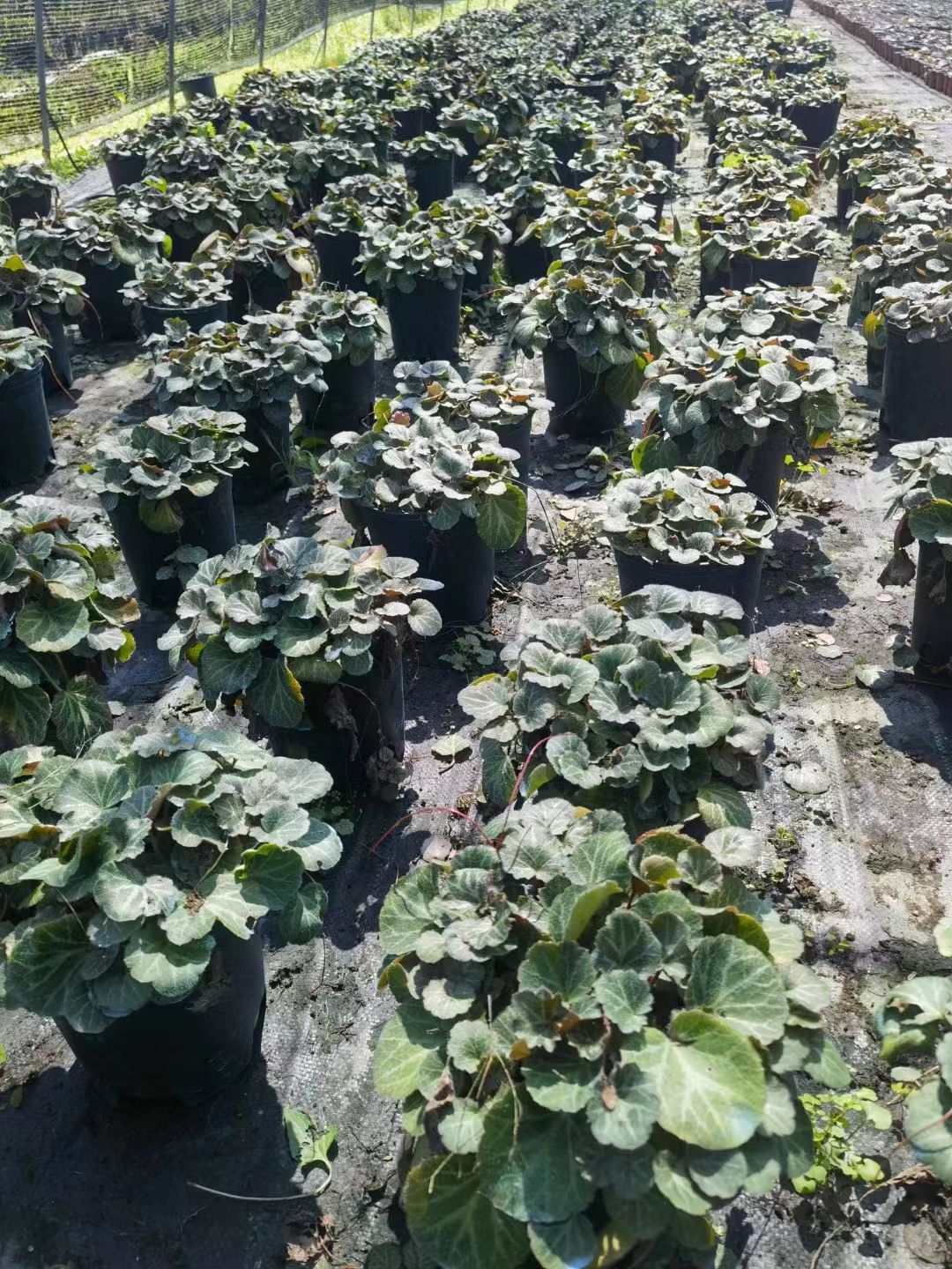 嘉善县虎耳草