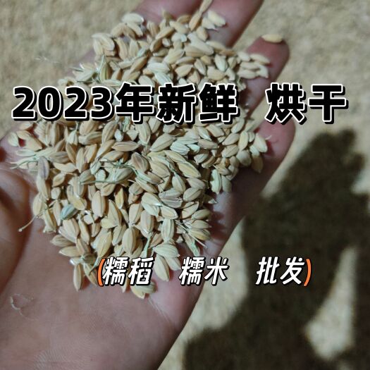 2023新稻谷糯稻糯米