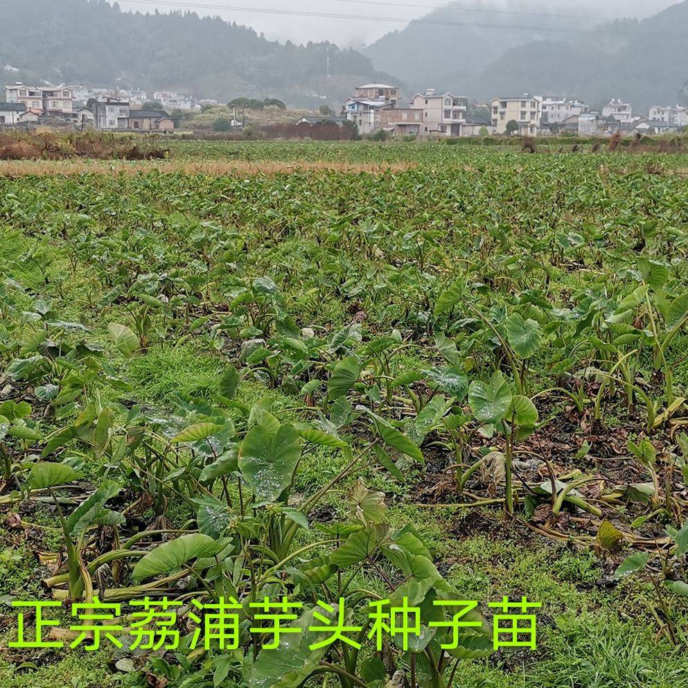 荔浦芋頭種苗 檳榔香芋苗 提供種植技術(shù)指導(dǎo)