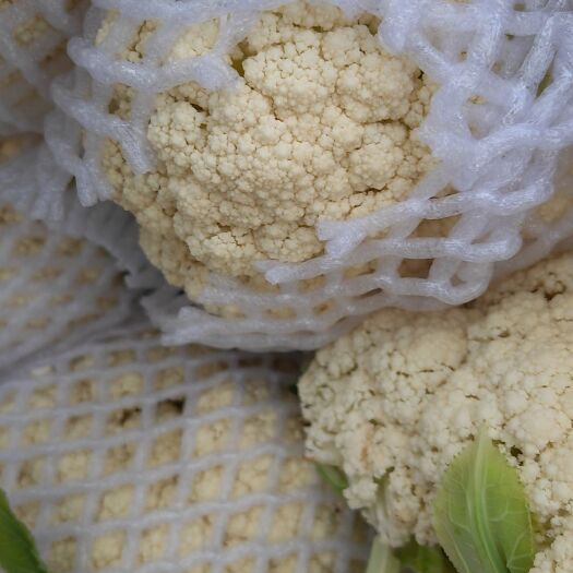 泸西县云南精品松花大量上市