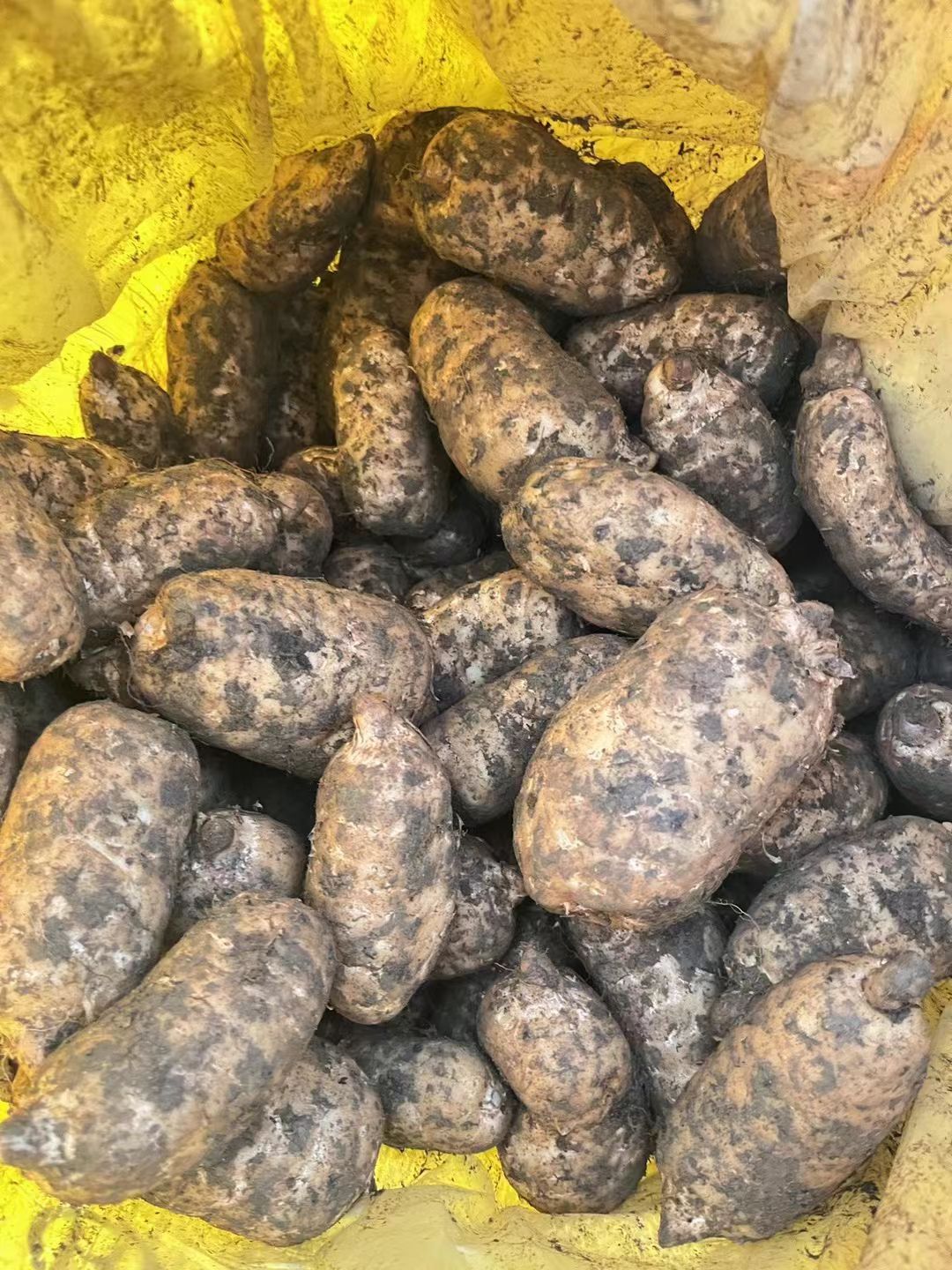 乌天麻 100000亩原始土地 优质环境生产优质天麻 味香软