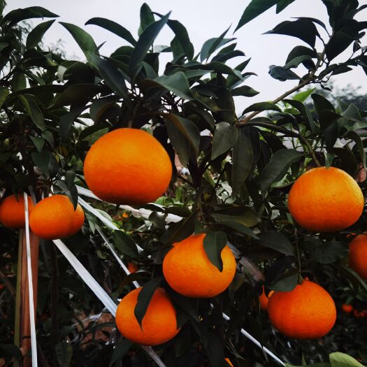 荣县四川爱媛果冻橙，橙子中的甜蜜蜜，大量上市，欢迎各大商家