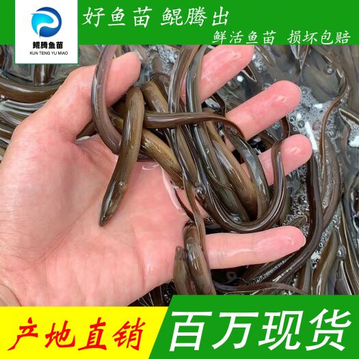 广州黄鳝苗 优质黄鳝鱼苗 场地直销直供 全国发货