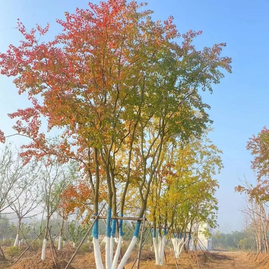 南京南京地区-丛生乌桕30公分40公分50公分价格优惠