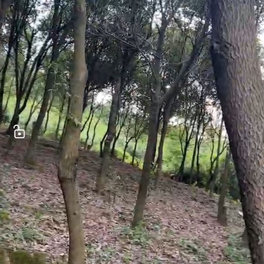 梧州香樟树；多杆香樟；三米以上