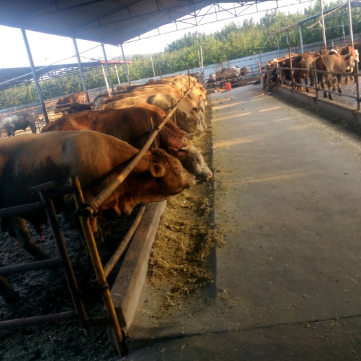 顺平县肉牛，育肥牛，西门塔尔牛