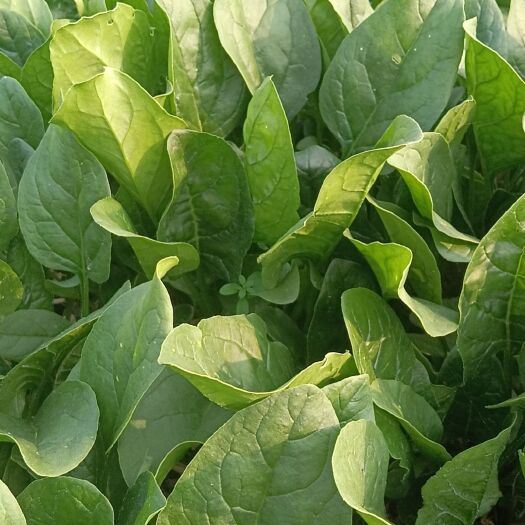 虞城县大叶菠菜 20-30公分