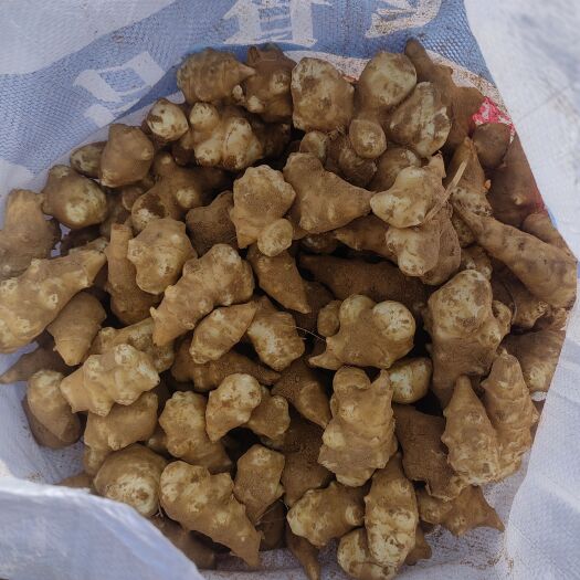 灵宝市洋姜   菊芋    鬼子姜现挖现发，保证品质自产自销