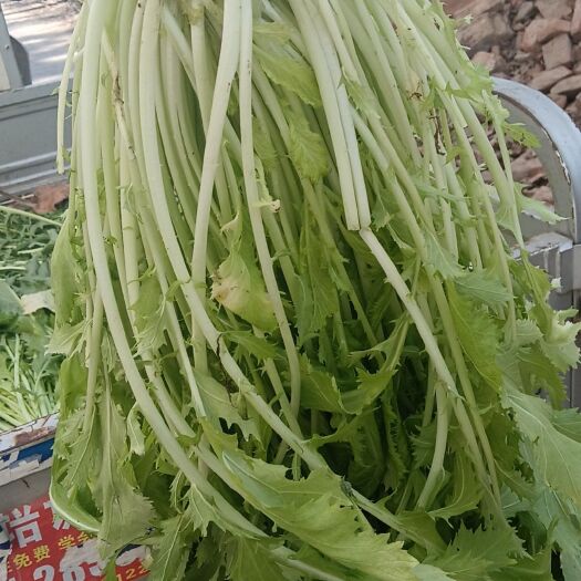 亳州雪里红芥菜，大量上市中，可按要求完成，诚信经营