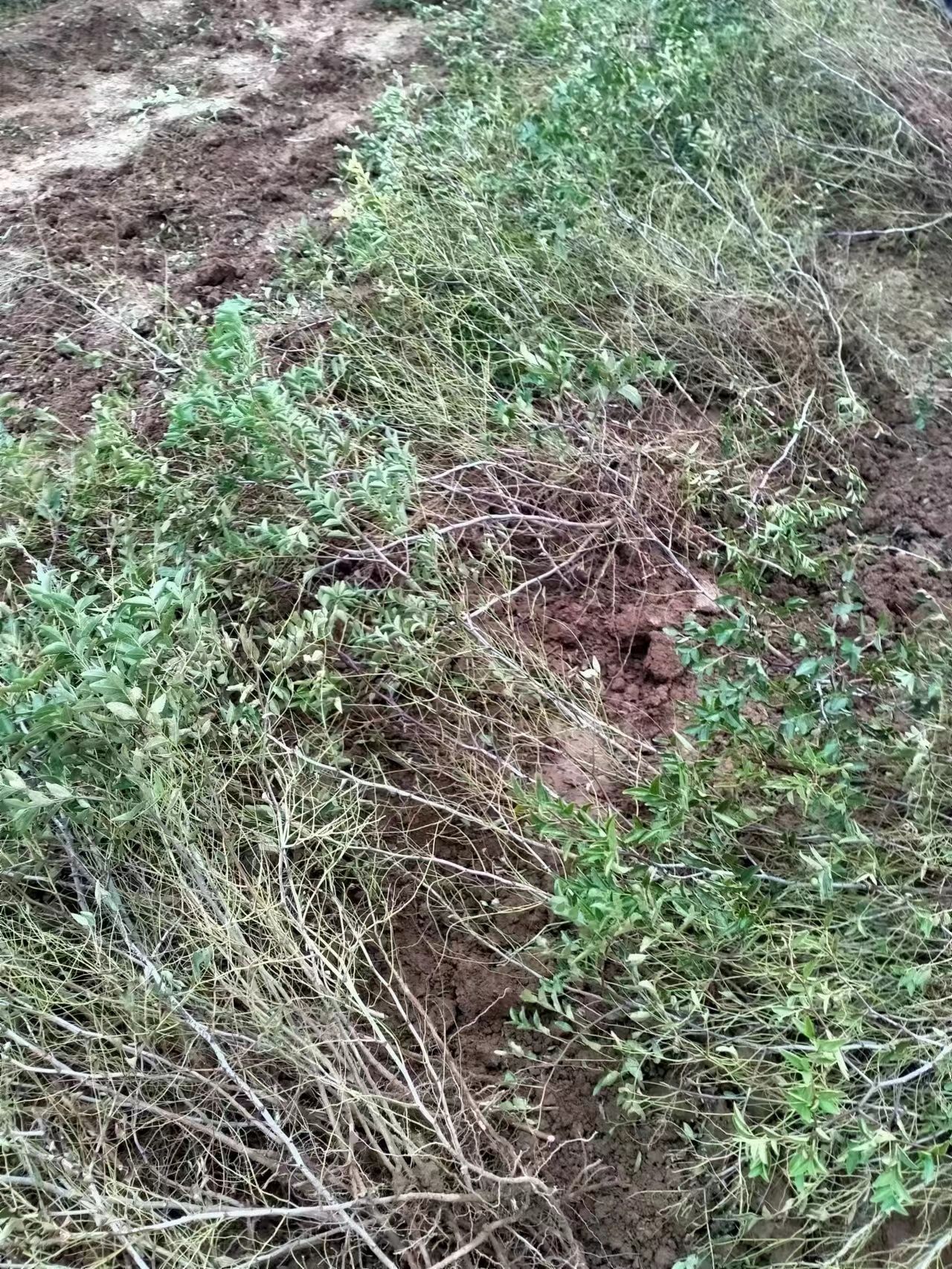 酸枣苗红酸枣树苗产地发货晋酸3号双仁酸枣寒耐旱南北方种植