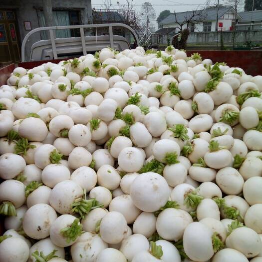 重庆市潼南圆萝卜