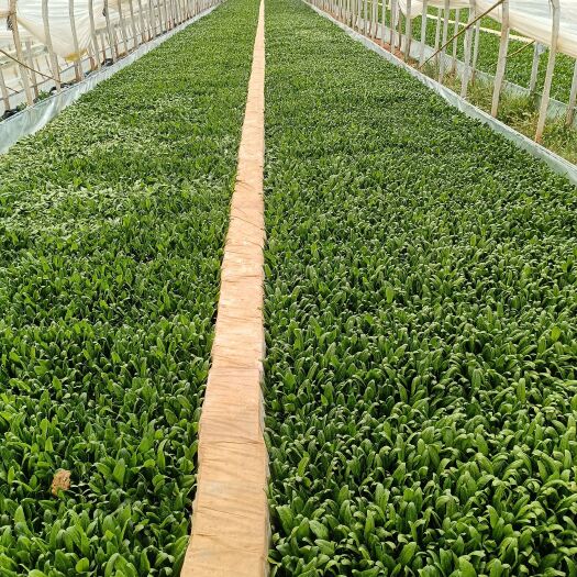 嵩明县油麦菜苗  按/板计算