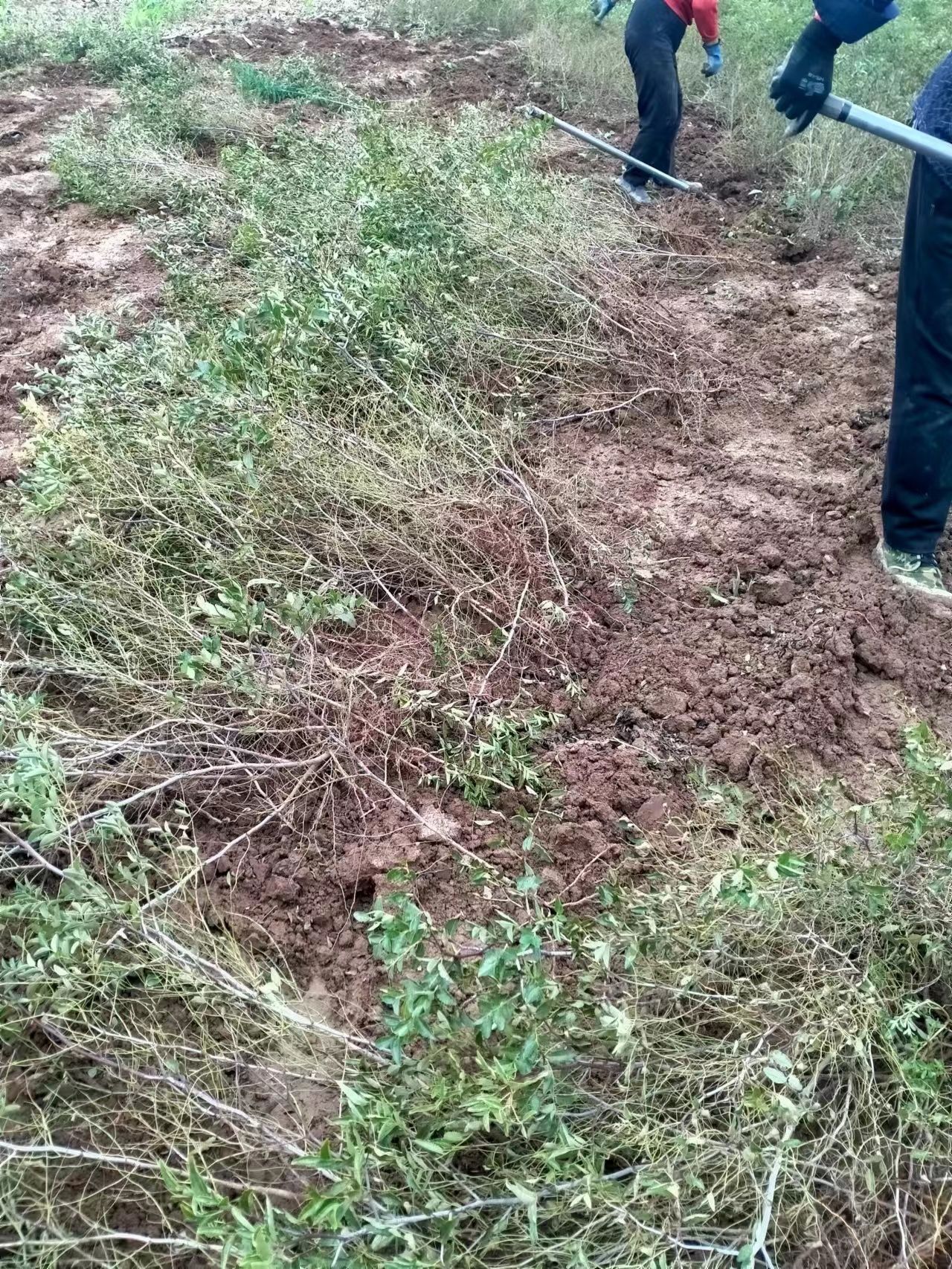 酸枣苗红酸枣树苗产地发货晋酸3号双仁酸枣寒耐旱南北方种植