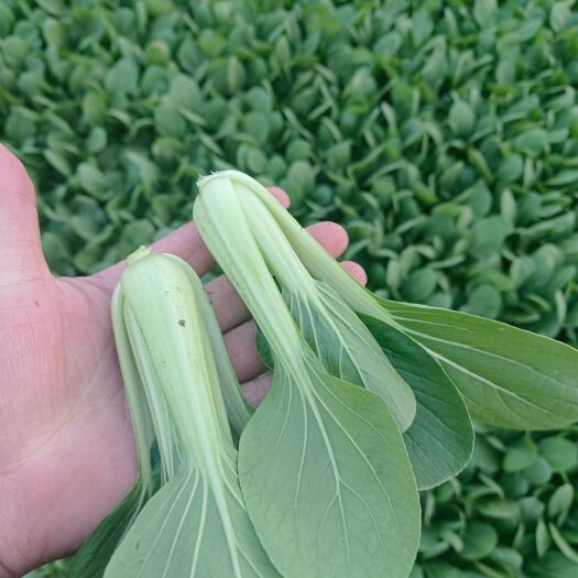 商丘精品中小颗上海青小白菜