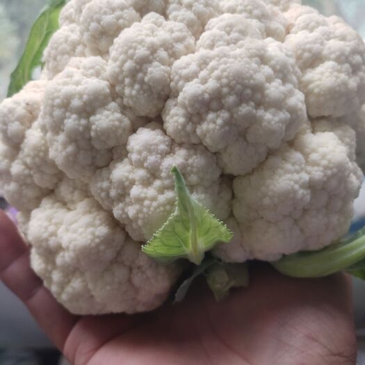 周口白花菜