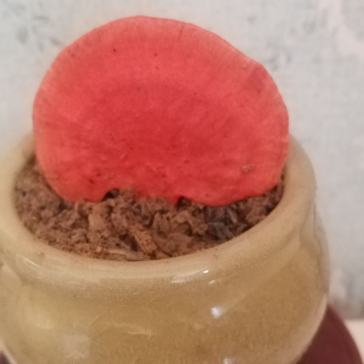 博白县活体檀香高科技培红木舌