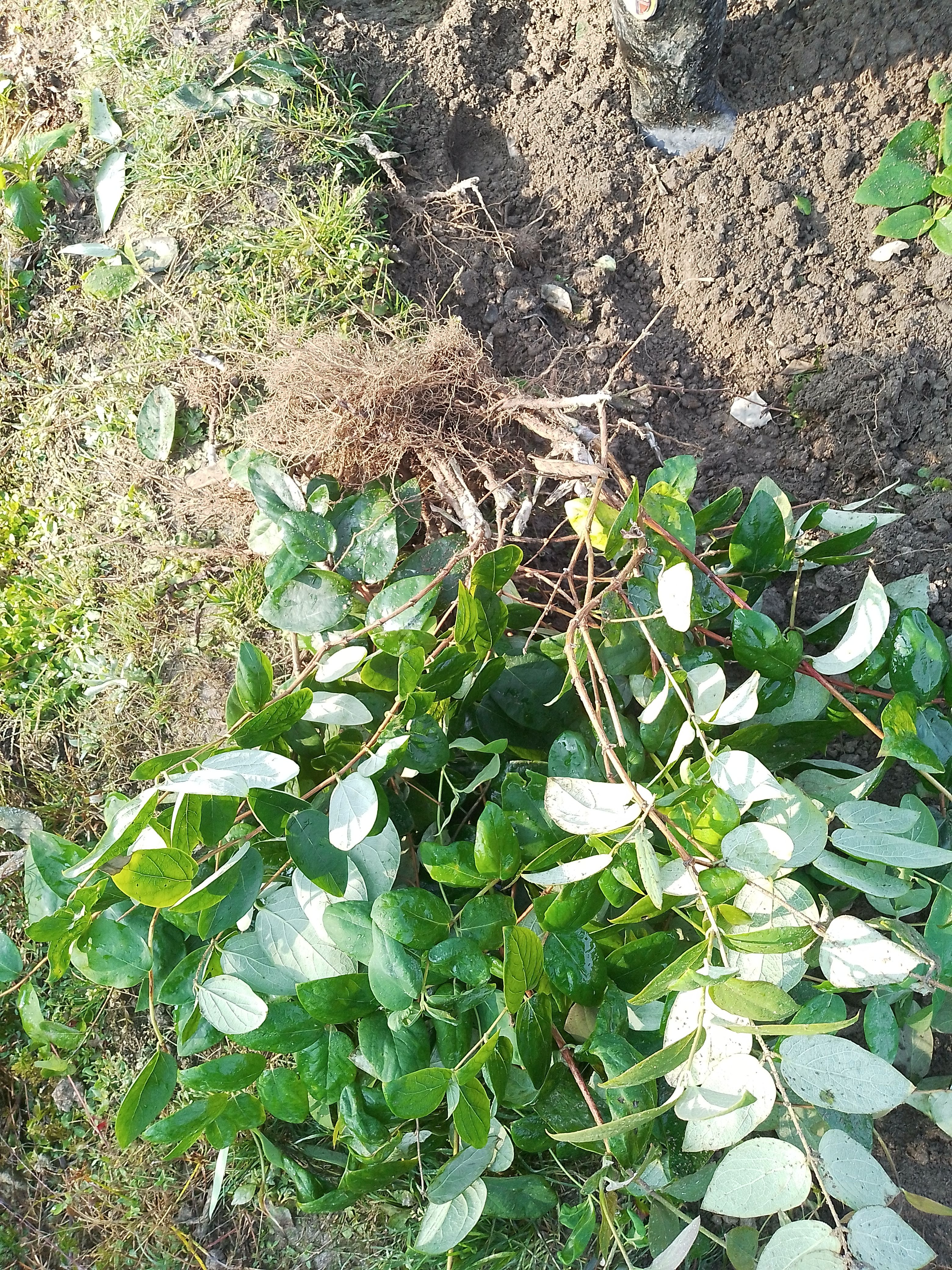 湘蕾5号金银花苗，湘银花苗，金银花嫁接苗，金银花扦插苗