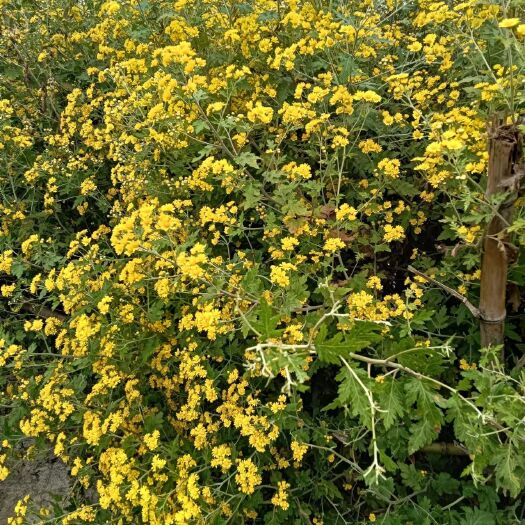 大悟县大悟县大别山菊花