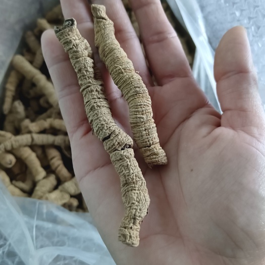 阳山县抽芯紫肉大条老身巴戟天干货