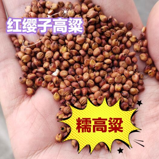 临沂高粱 红缨子 小粒糯高粱 厂家直销 红高粱 酿酒专用 淀粉高