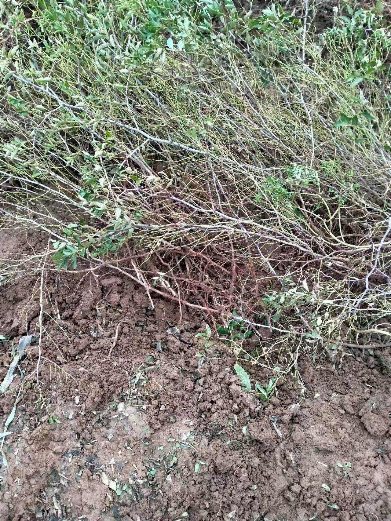 酸枣苗红酸枣树苗产地发货晋酸3号双仁酸枣寒耐旱南北方种植