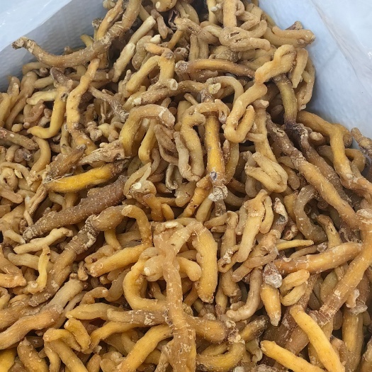 亳州玉竹   湘玉竹选 纯干玉竹 个熟条