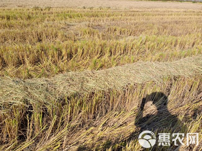 大圆捆干稻草