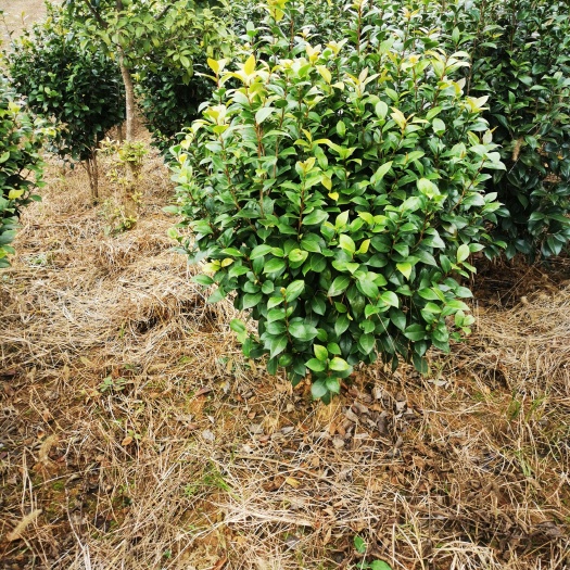 咸宁大量处理80—1.2米冠幅茶花