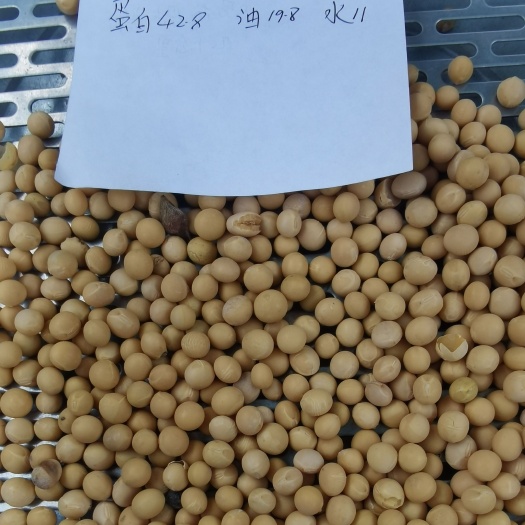 东宁市大量批发42+蛋白优质大豆