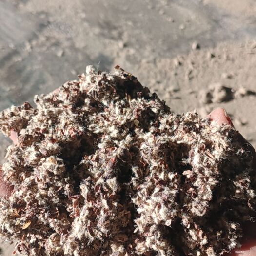 石河子市金农汇业主营，棉籽，棉籽壳，棉粕，棉饼，