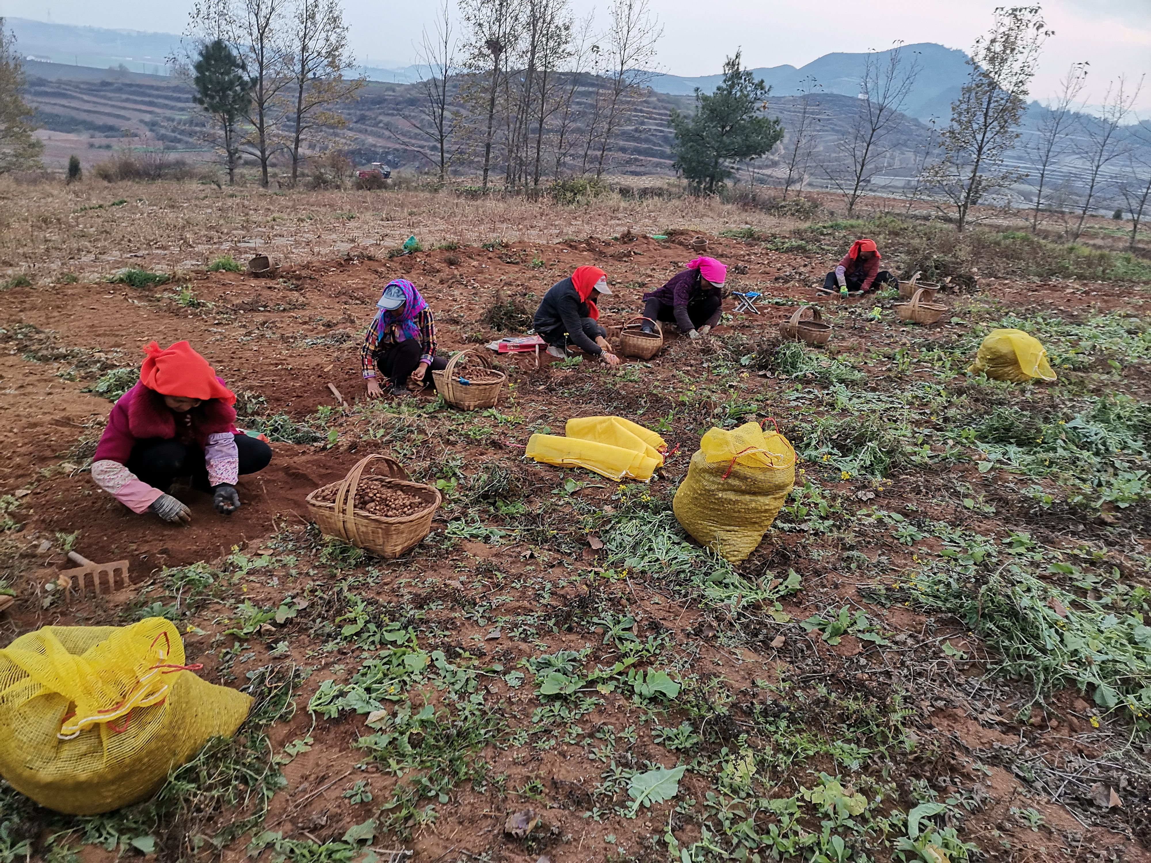 半夏种子，干净无泥土，无烂，发芽率高，产量好。