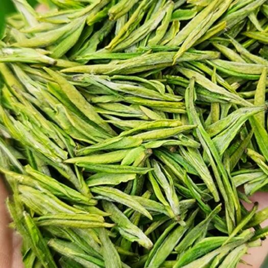 安陆市毛尖，龙井茶绿茶