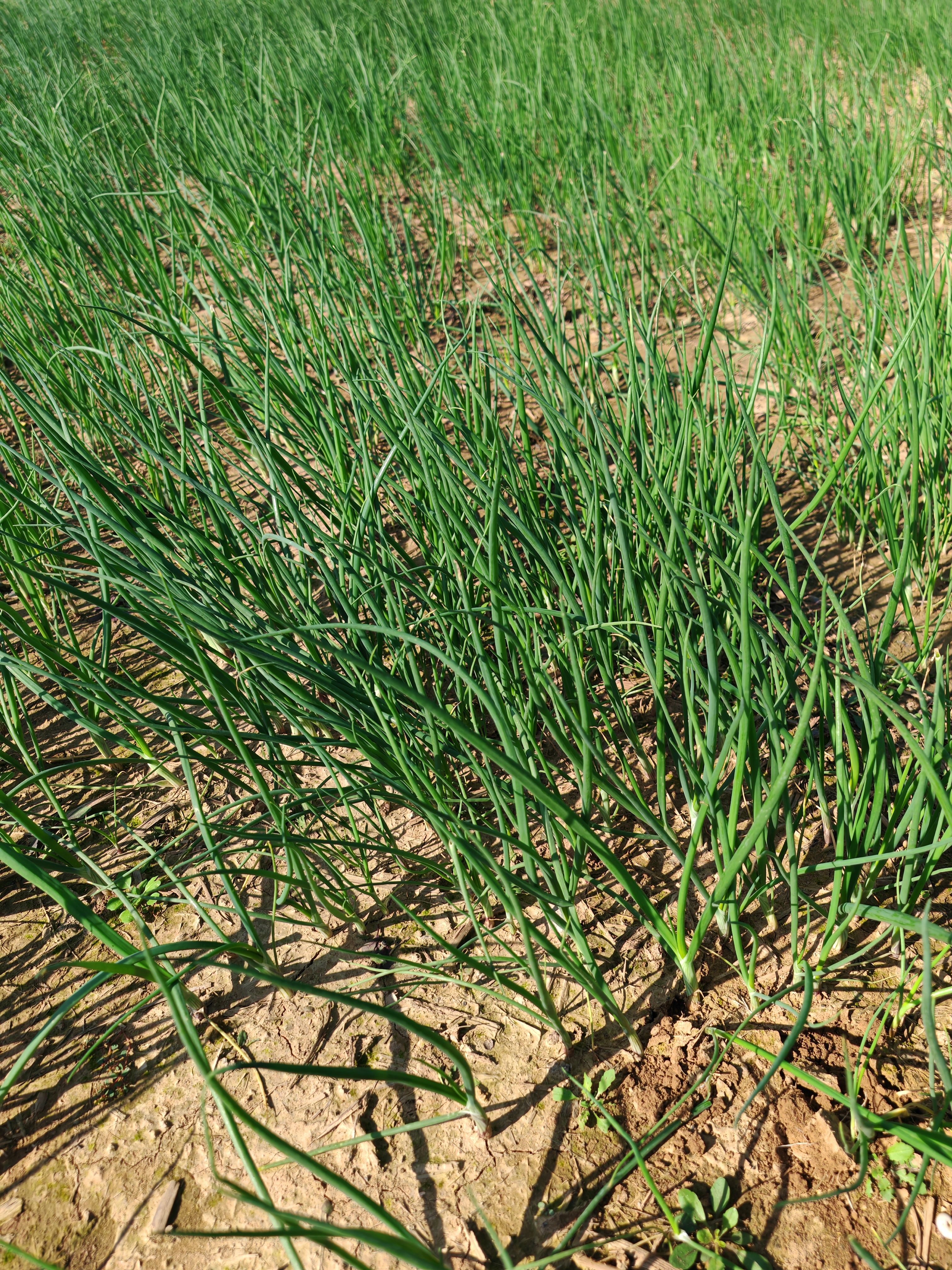 洋葱苗，河西二红半高桩洋葱苗子，现挖现发，无土无杂质，无病害