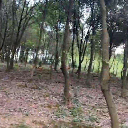藤县香樟树；多杆香樟；3米以上；