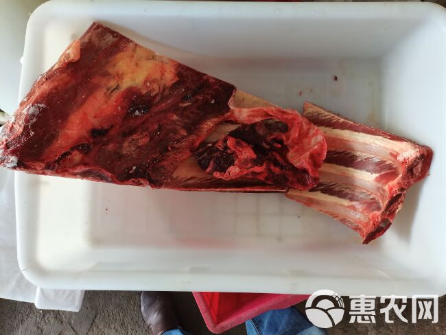 纯干黄牛带肉排骨