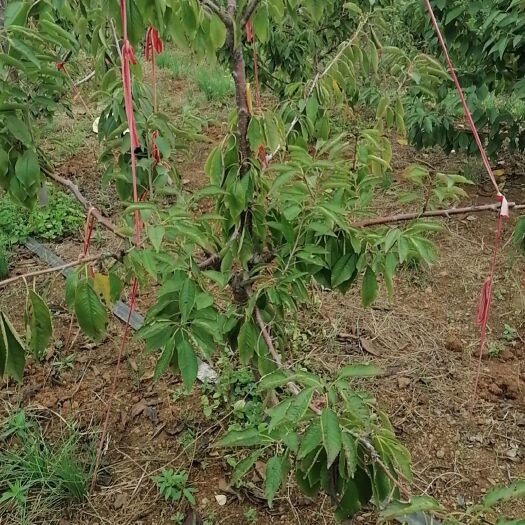 烟台大樱桃苗