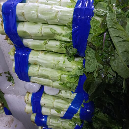 邳州市高品质红叶莴笋以来袭。直供：市场，商超，电商！