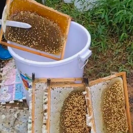 深圳天然自然蜜，自家养殖，可一件代发