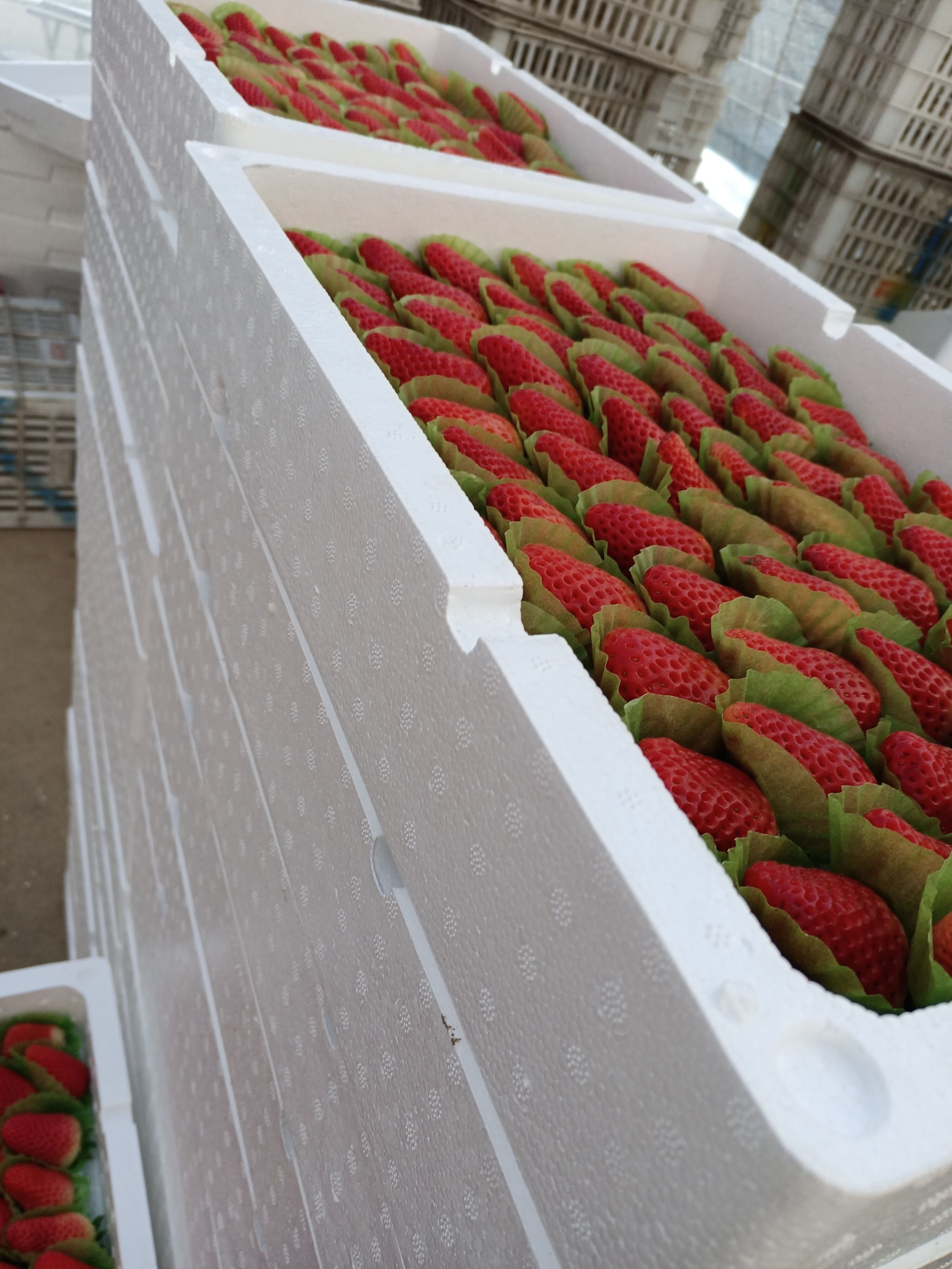 妙香，乡野，联盟草莓 30克以上