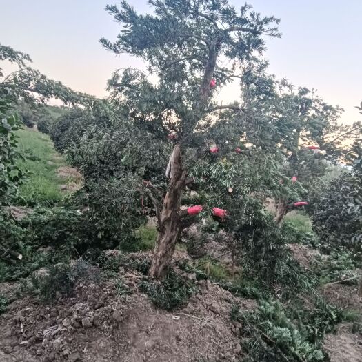 宁波茶梅，造型罗汉松，罗汉松毛坯（10-30cc）