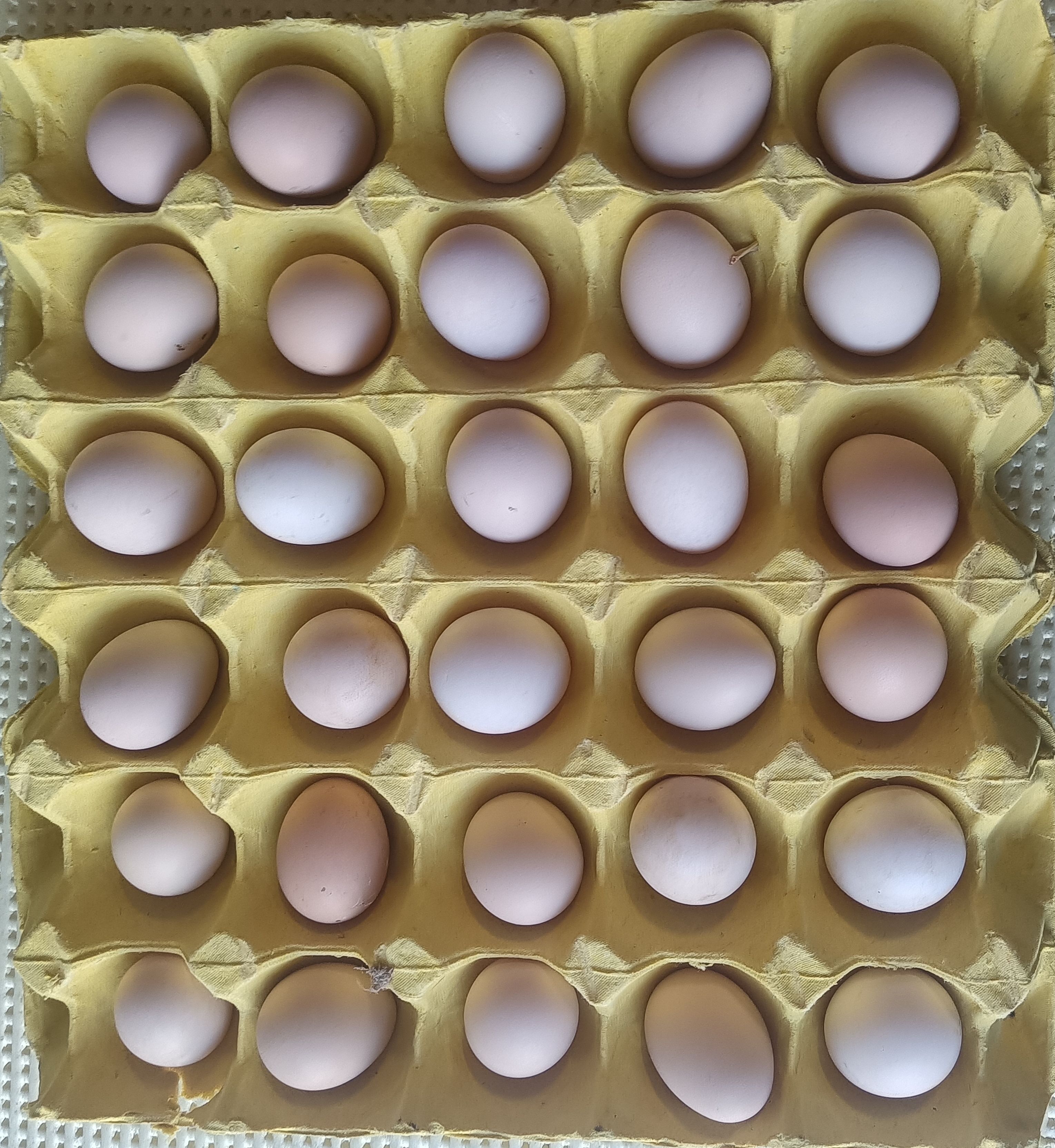 铜陵散养蛋初生蛋小鸡蛋开窝蛋现货批发常年供应质量保证新鲜破损赔付