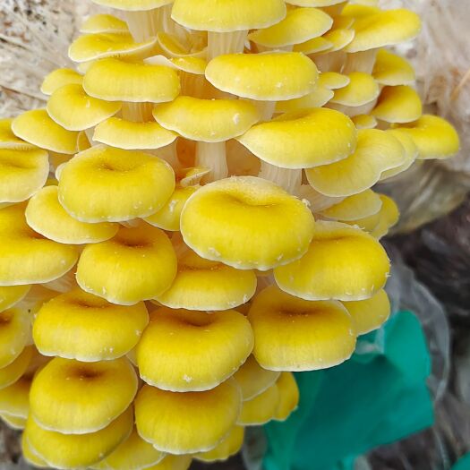 昆明鸡油菌