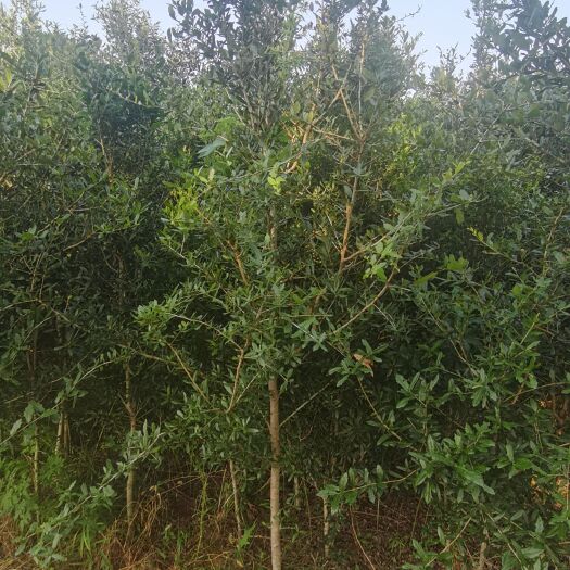 东台市弗吉尼亚栎