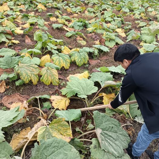 甘洛县大黄